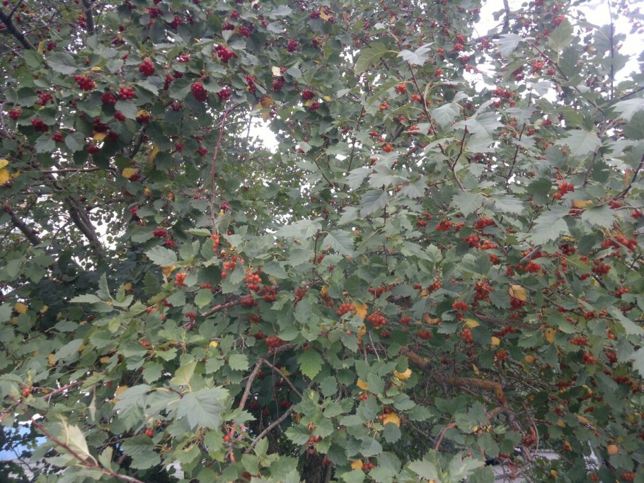 Узбекистан.Боярка Боярка ягода