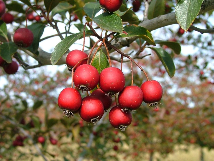 Боярышник сливолистный (Crataegus prunifolia)