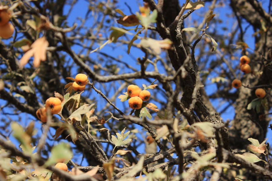 Боярка Горная ягода