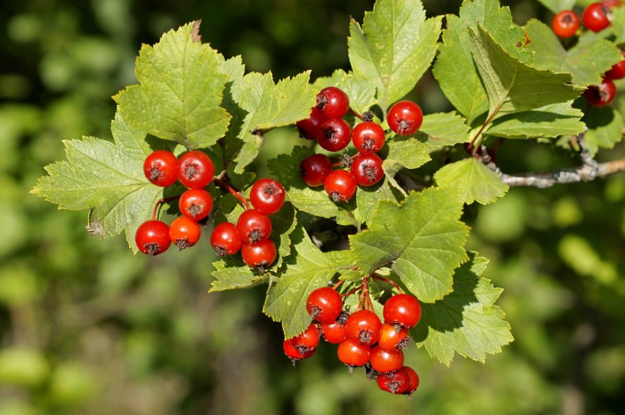 Боярышник Арнольда Crataegus arnoldiana