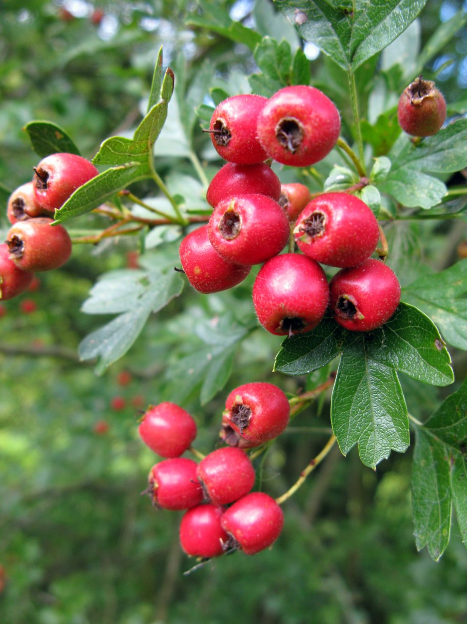 Crataegus monogyna