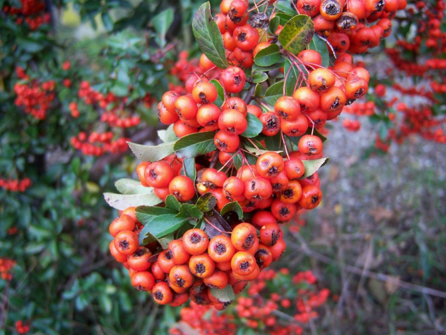 Долана меваси