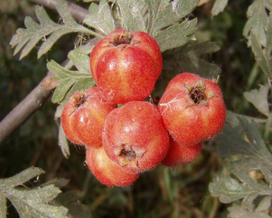 Боярышник крупноплодный