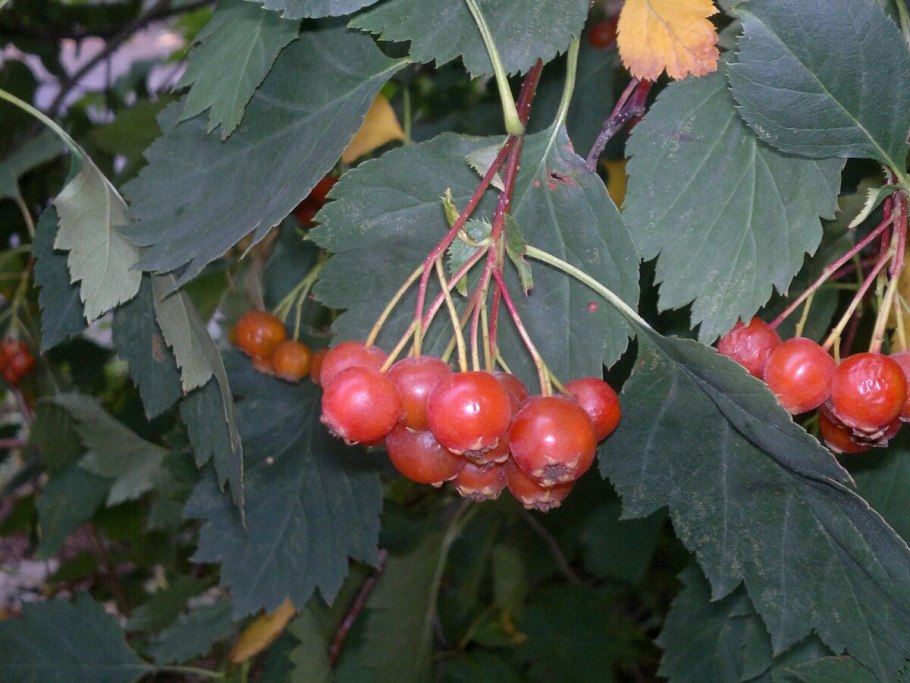 Боярка ягода Таджикистан