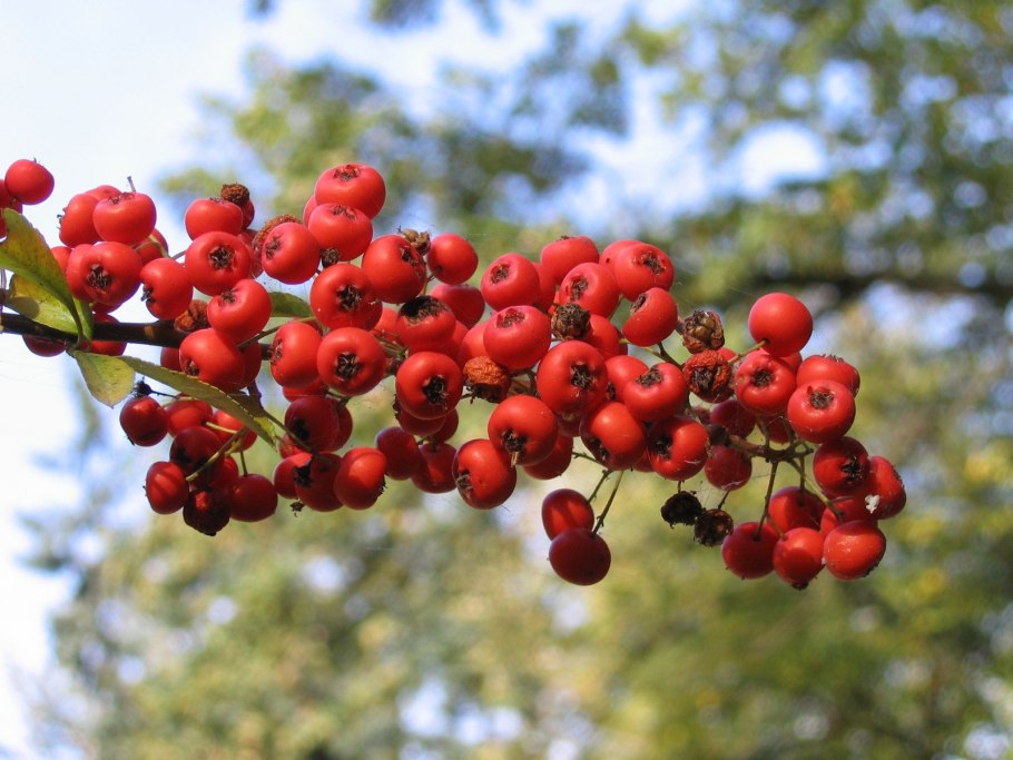 Crataegus oxyacantha осень