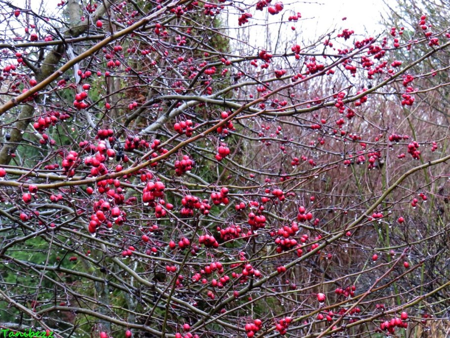Боярышник перистонадрезанный