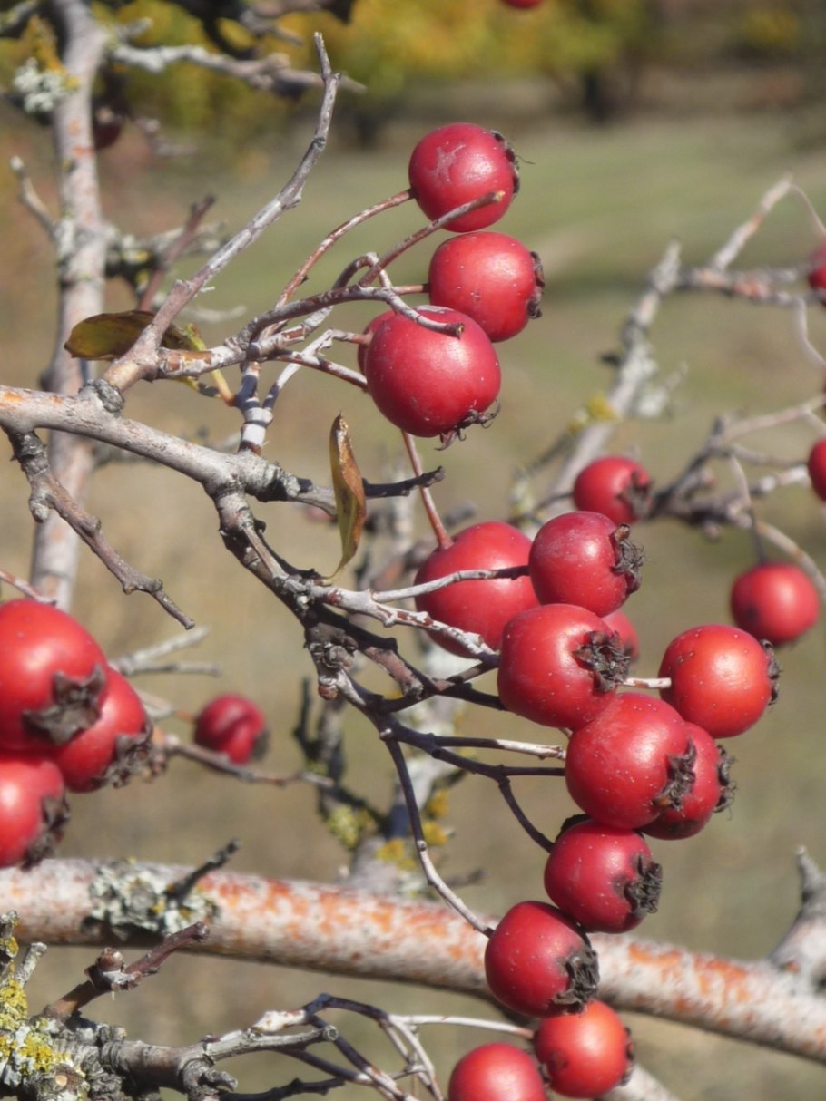 Боярка ягода желтая