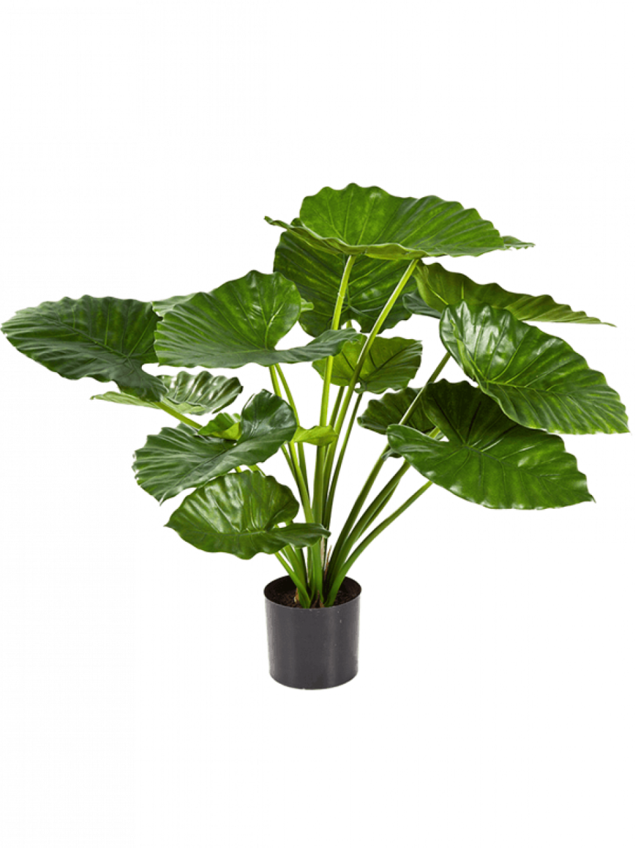 Алоказия макрориза