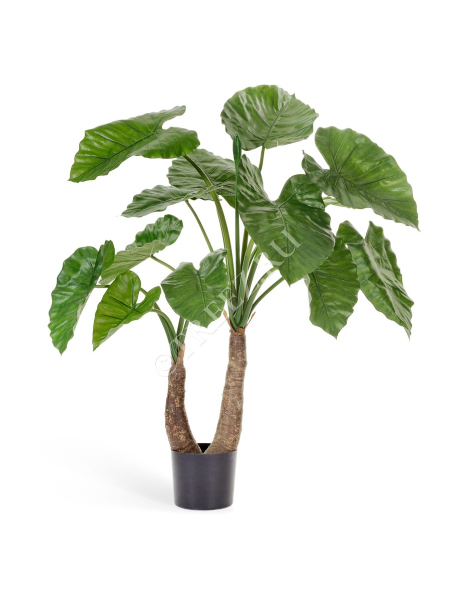 Алоказия Calidora