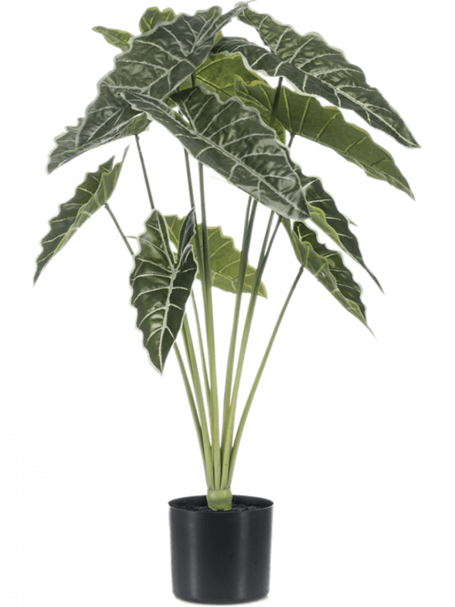 Aлоказия Portodora