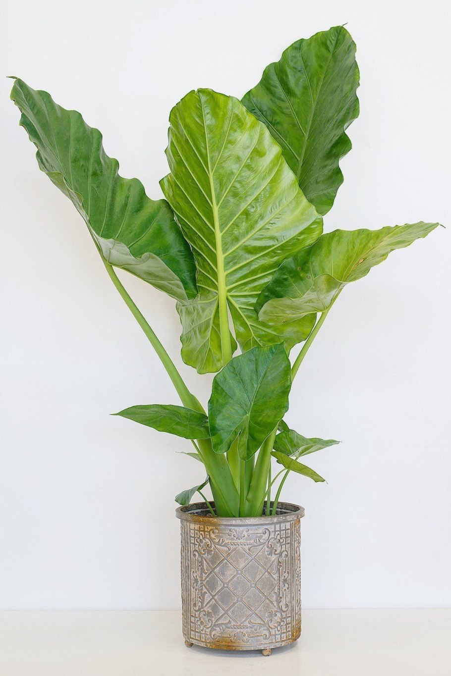 Алоказия Портодора