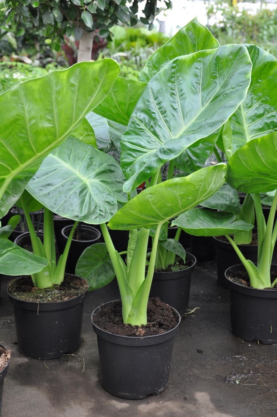 Алоказия Калифорния