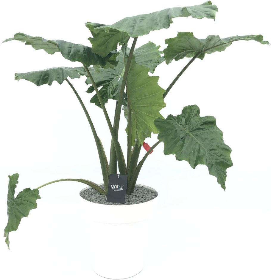 Alocasia Portodora