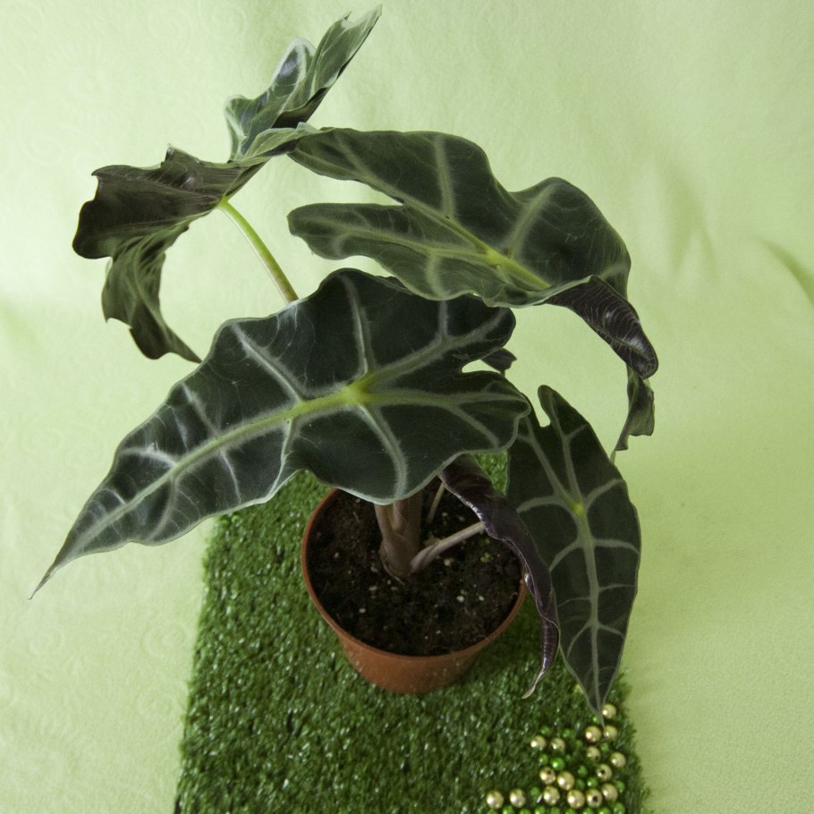 Алоказия gageana