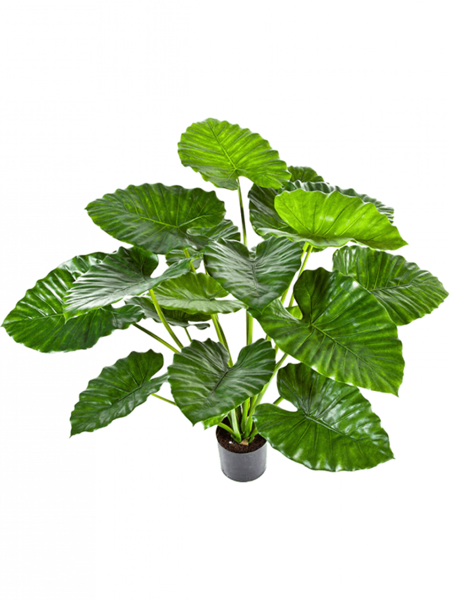 Алоказия Фрайдек