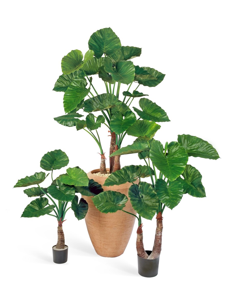 Алоказия Альба