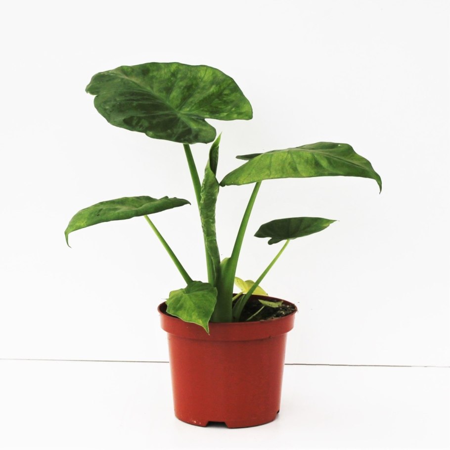 Алоказия Calidora