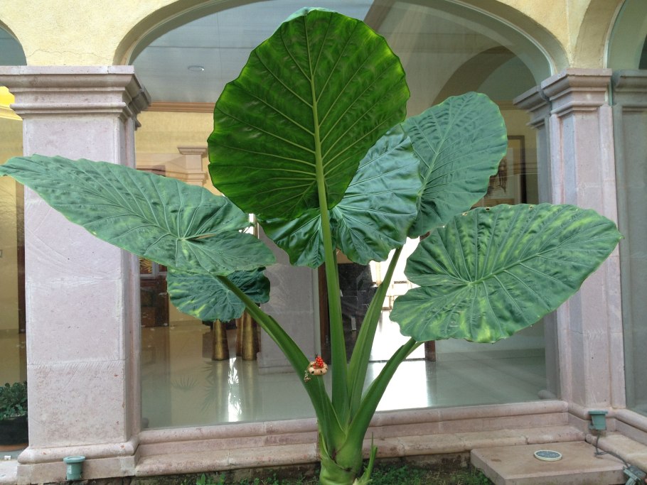 Алоказия Калидора искусственный