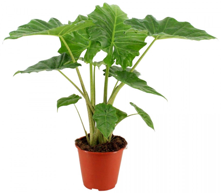 Алоказия Портодора