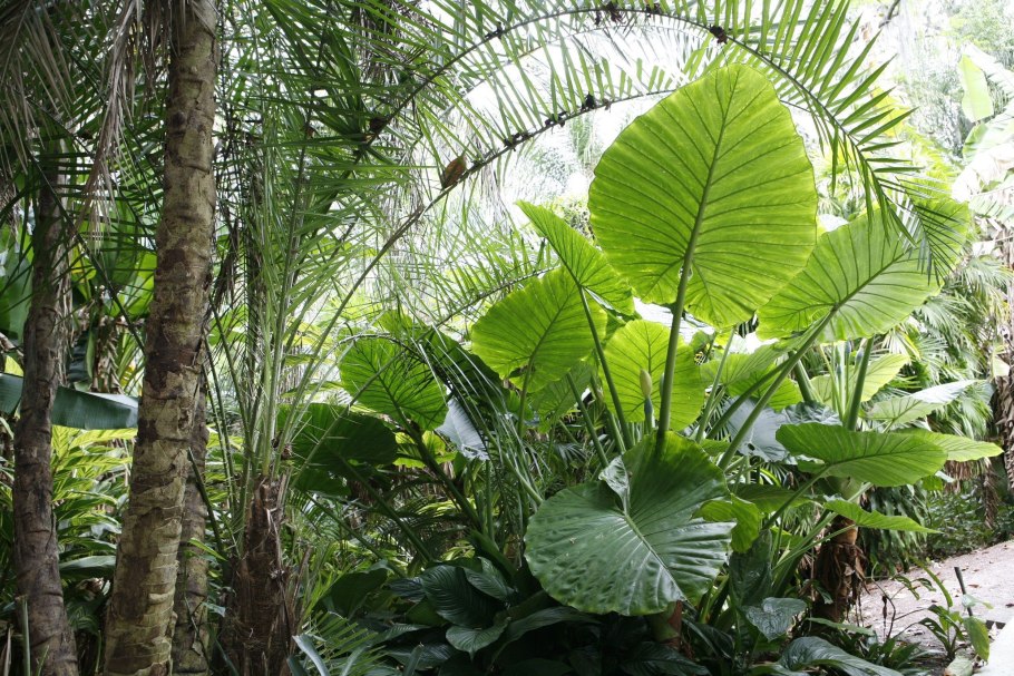 Алоказия Калидора фото