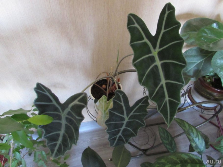 Алоказия Портодора