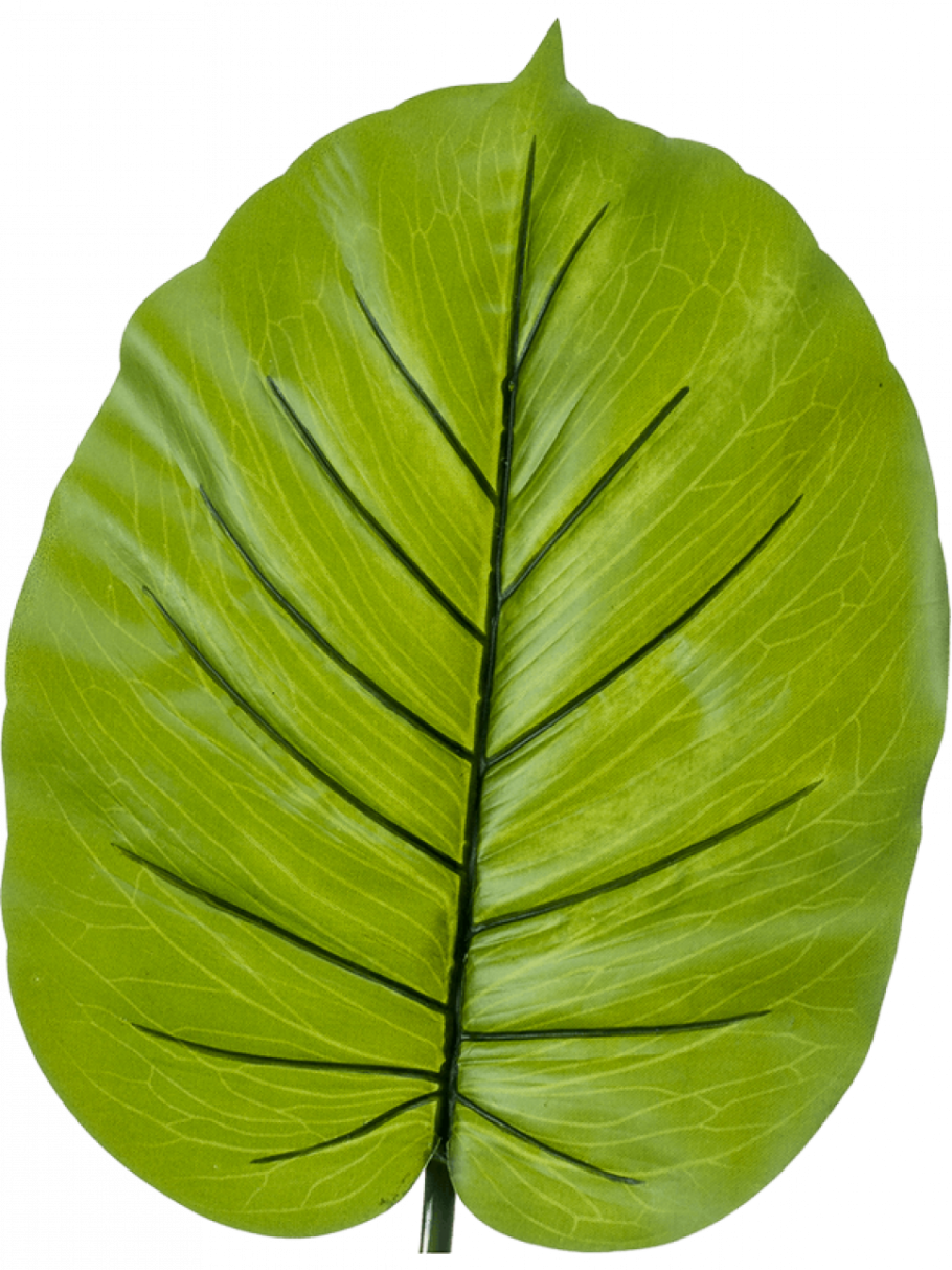 Алоказия Полли