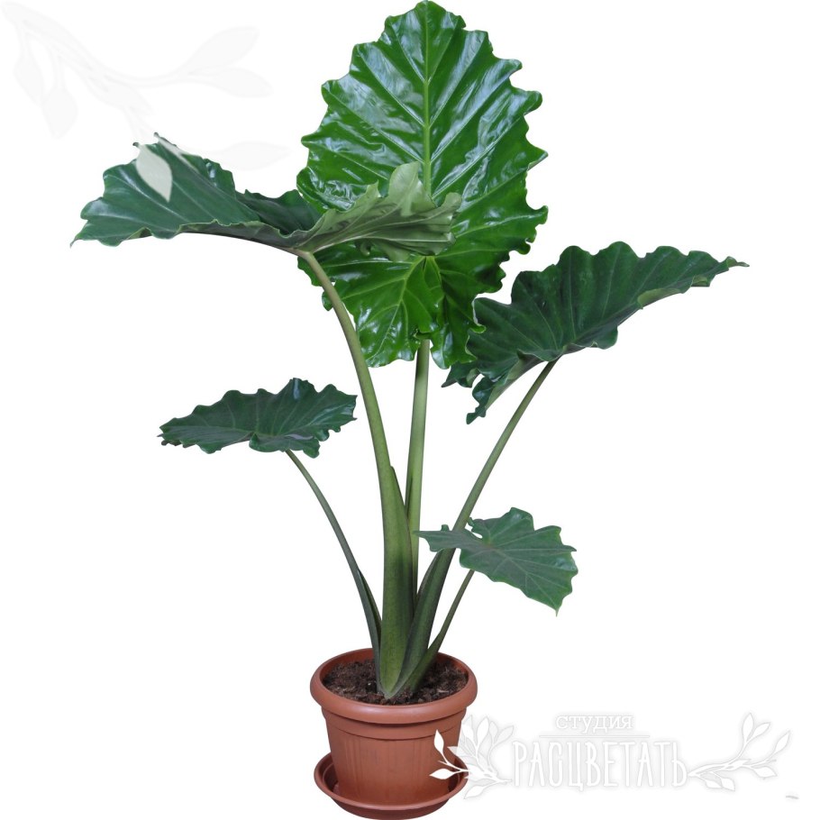 Alocasia Portodoraалоказия Портодора