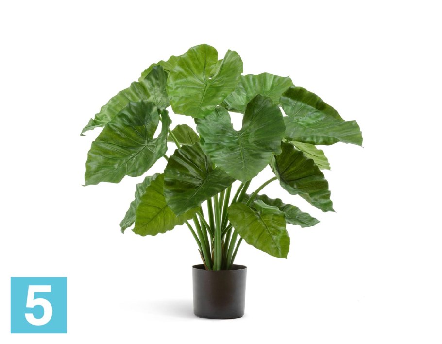 Алоказия Calidora (Калидора)