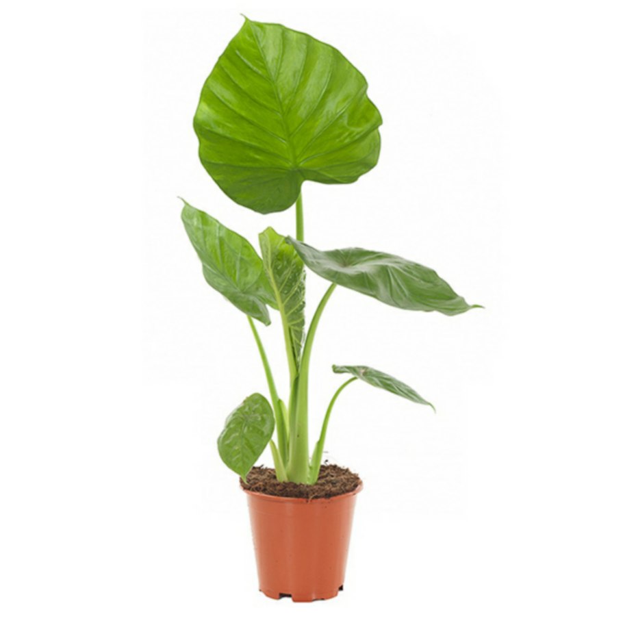 Алоказия пахучая