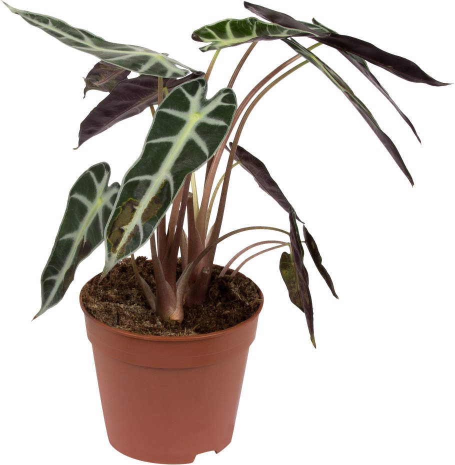 Алоказия Фрайдек