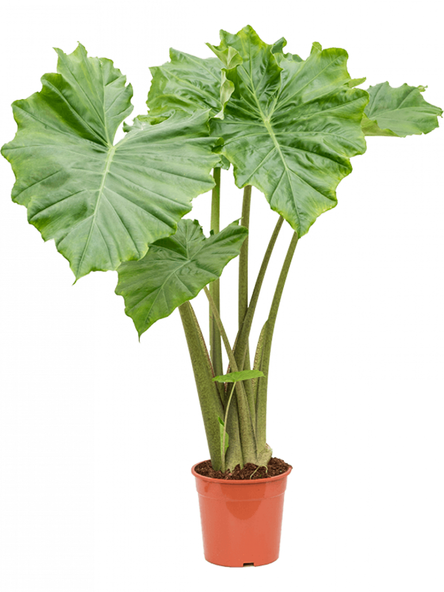 Алоказия Венти