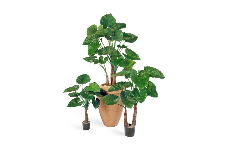 Алоказия Калидора искусственный