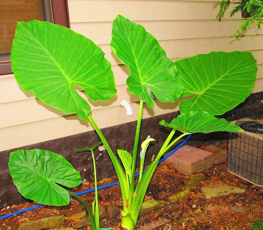 Алоказия зеленая