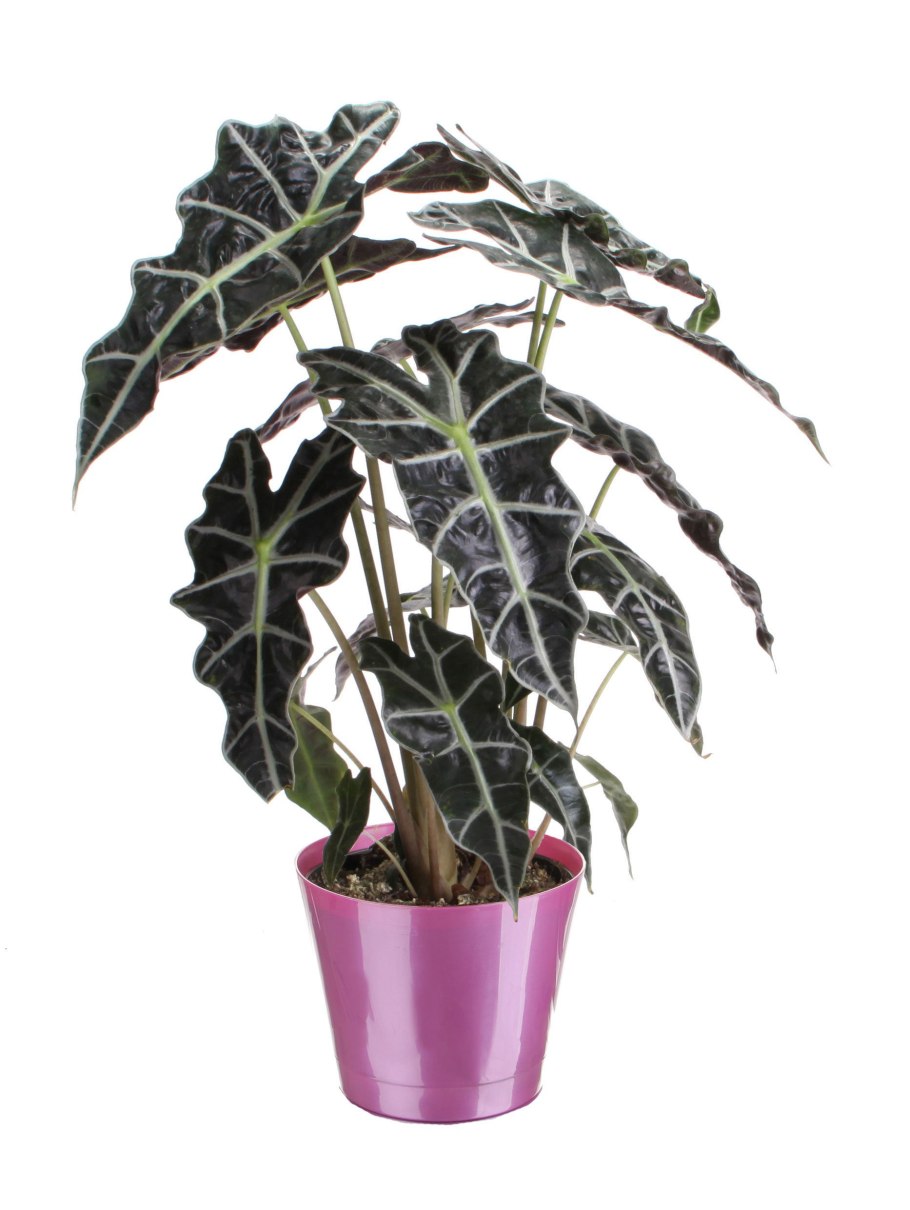 Алоказия крокодил