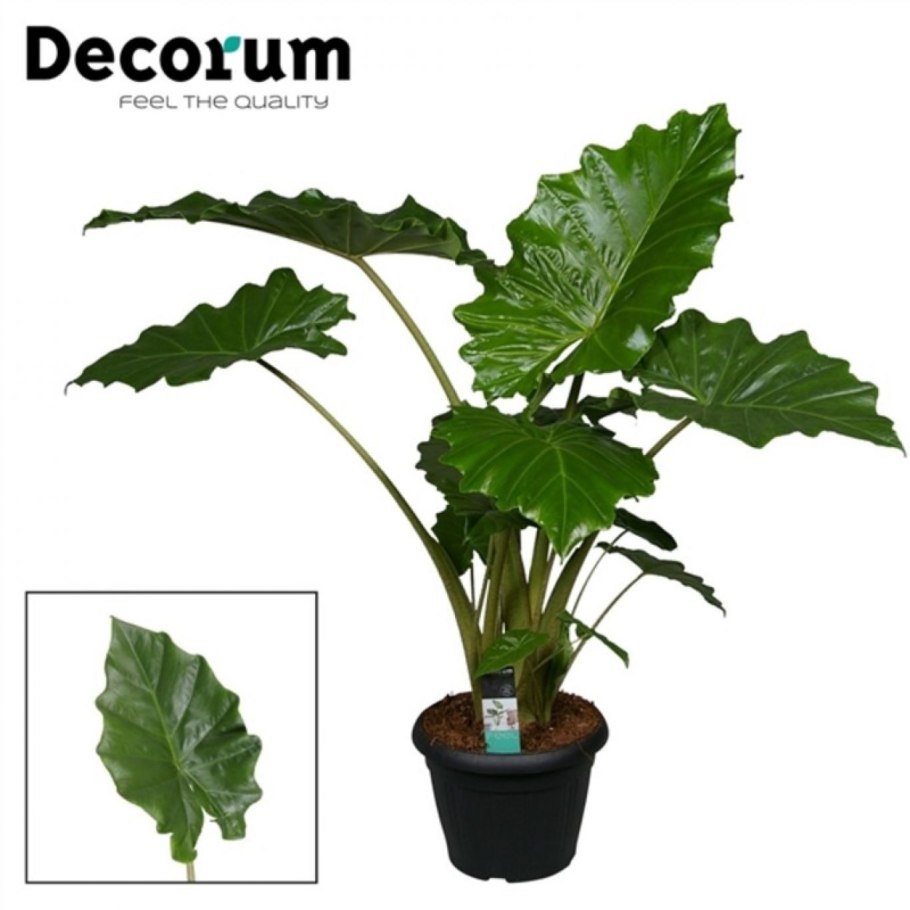 Алоказия Калидора цветок