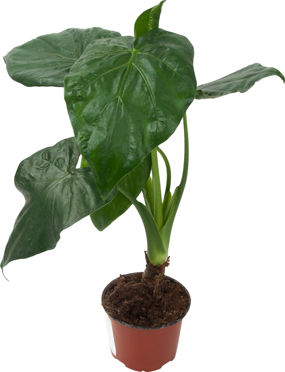 Алоказия Реджина