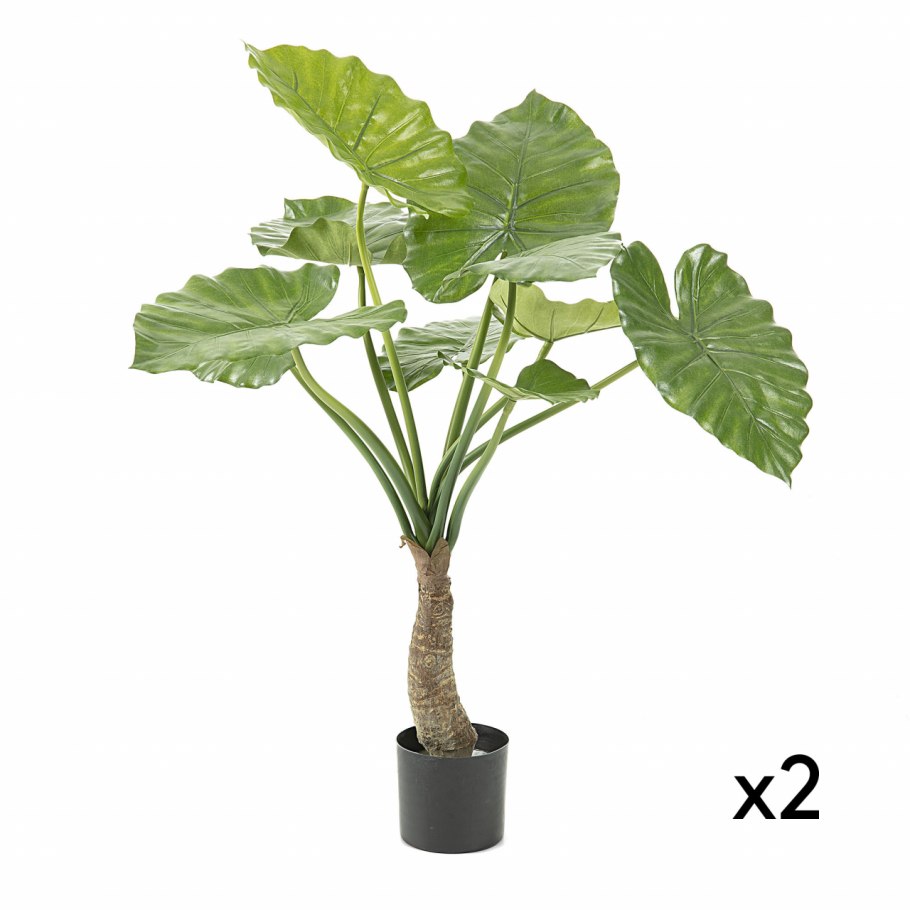 Алоказия дракон Скэйл