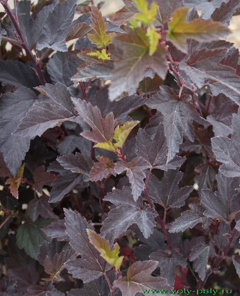 Пузыреплодник Андре (Andre)