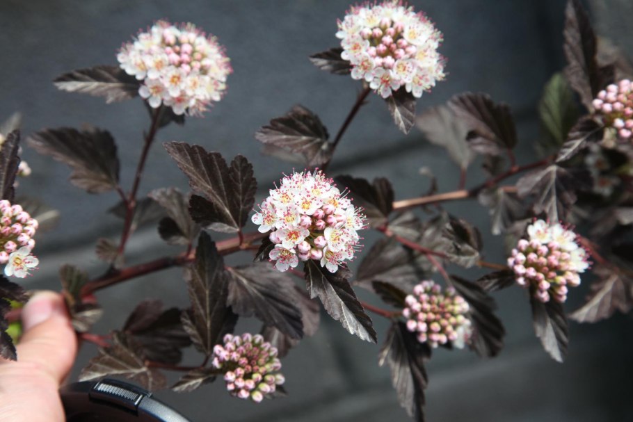 Пузыреплодник калинолистный стрижка