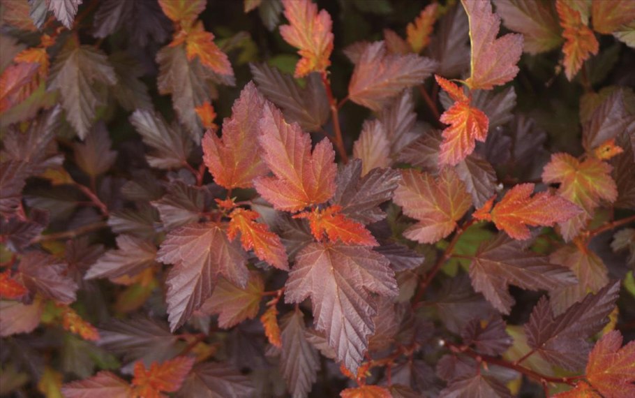 Пузыреплодник калинолистный Andre