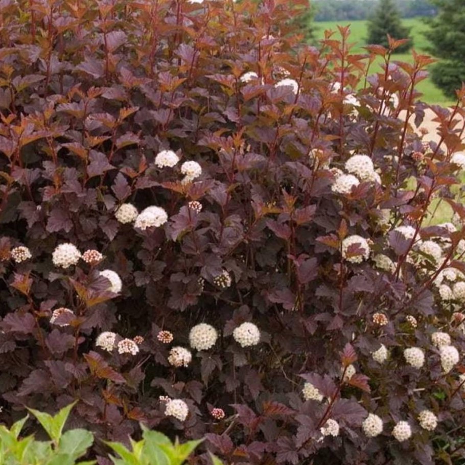 Пузыреплодник калинолистный саммер вайн