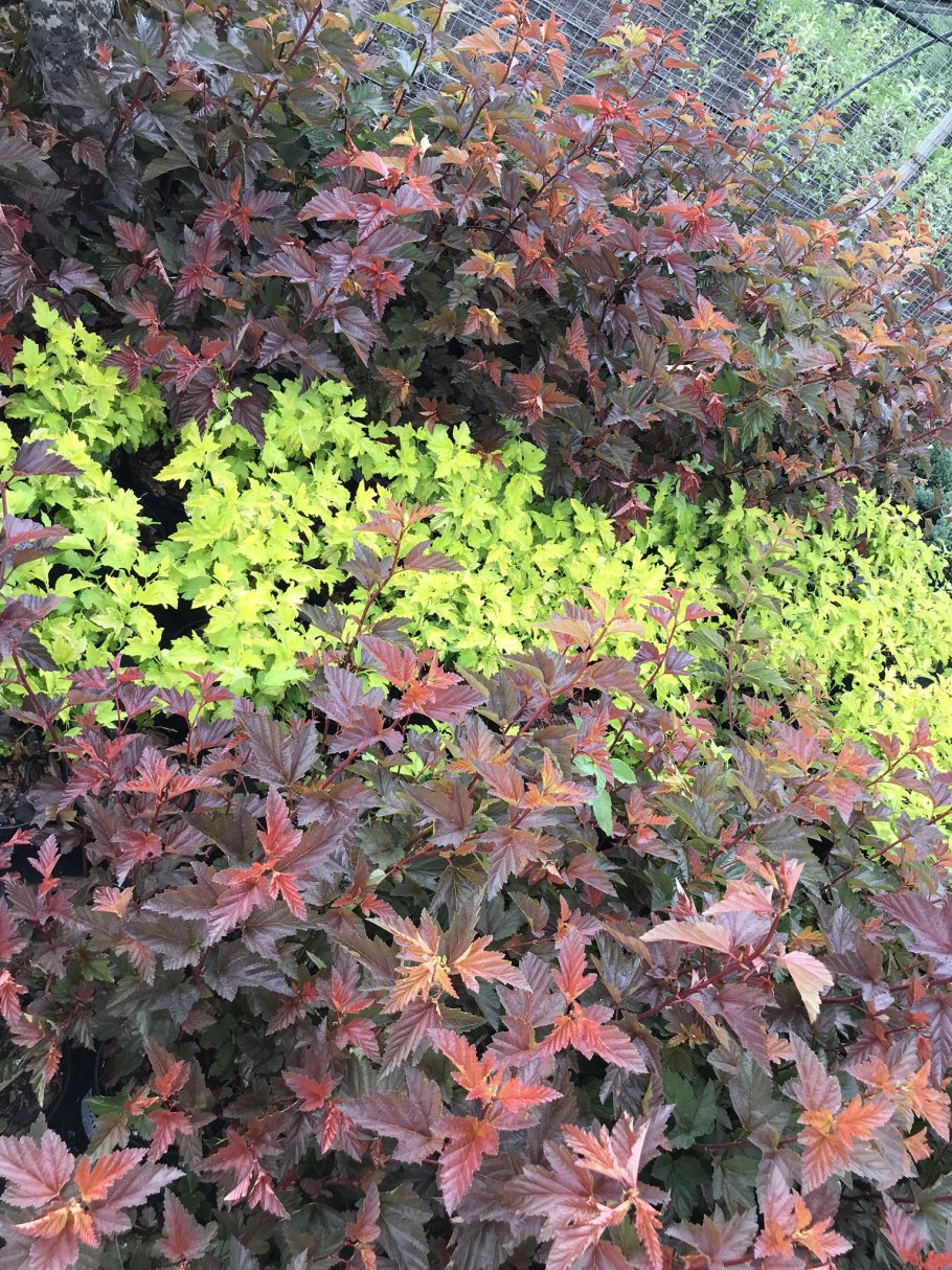 Пузыреплодник Андре