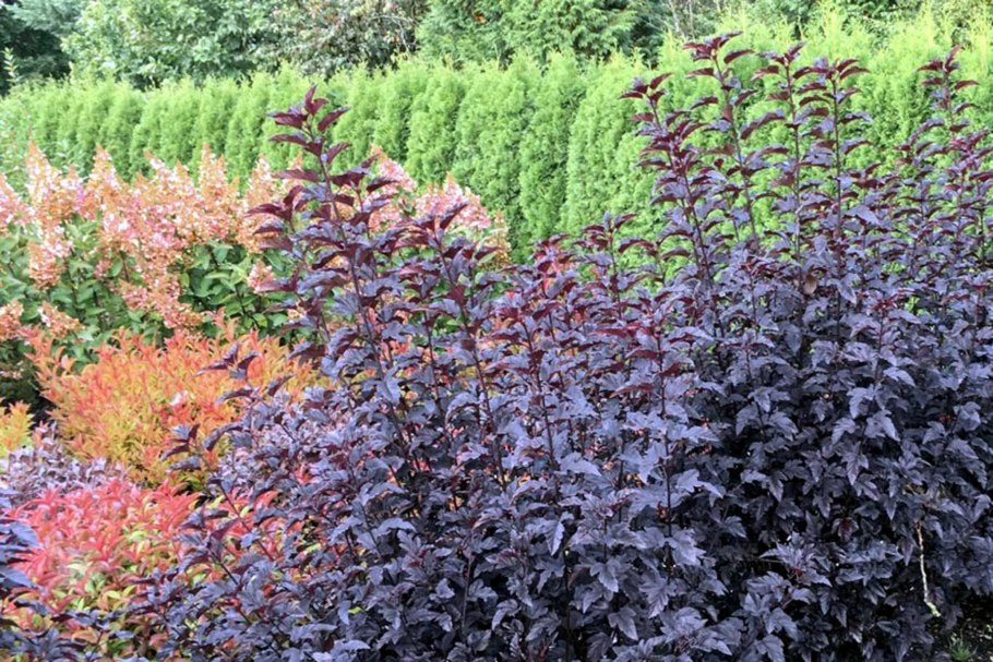 Пузыреплодник калинолистный Миндиа