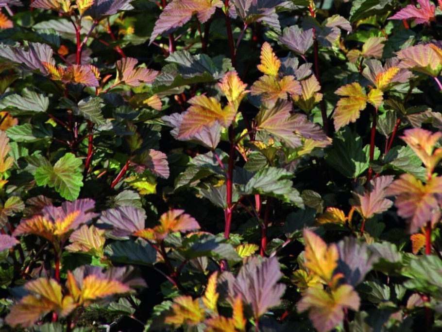 Пузыреплодник ждеховице