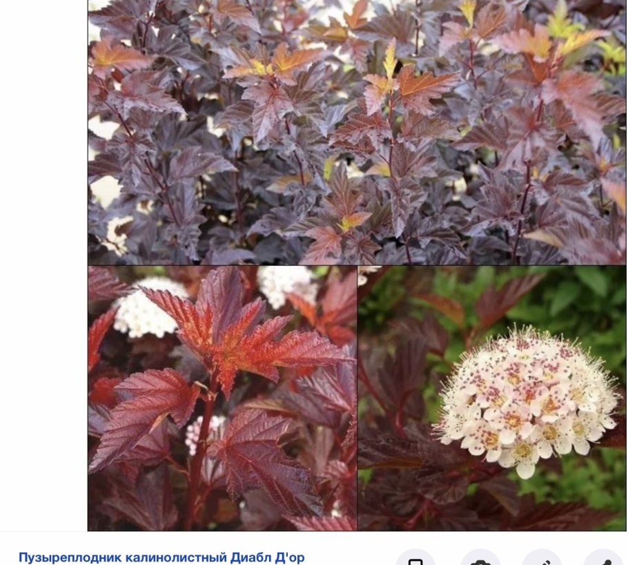 Пузыреплодник калинолистный 'diable