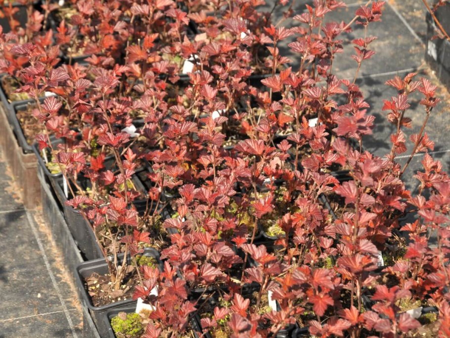 Пузыреплодник шух