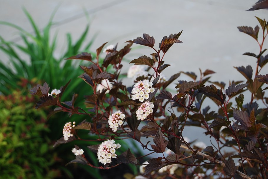 Пузыреплодник диабло