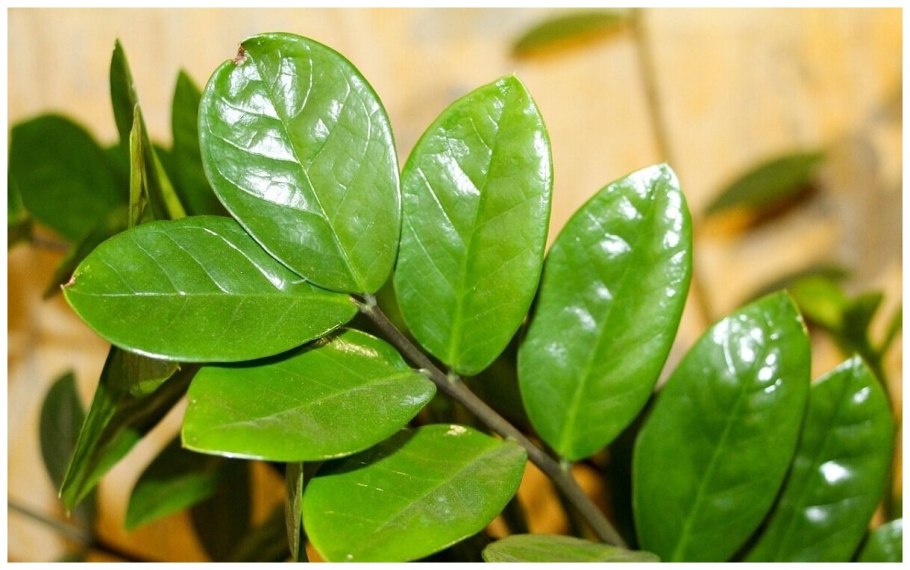 Замиокулькас ланцетовидный