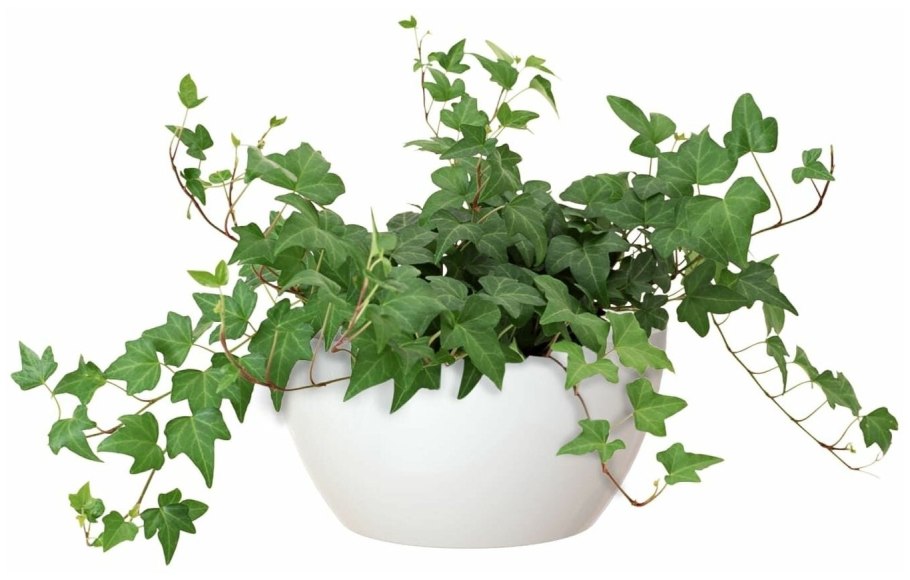 Плющ тенелюбивое растение