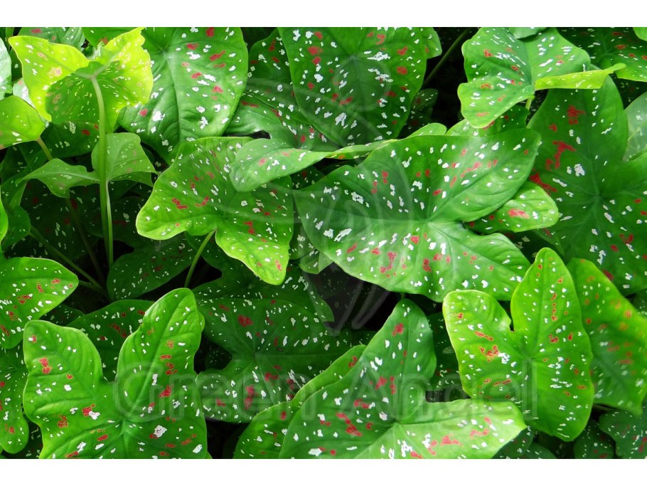 Цветы в горшках